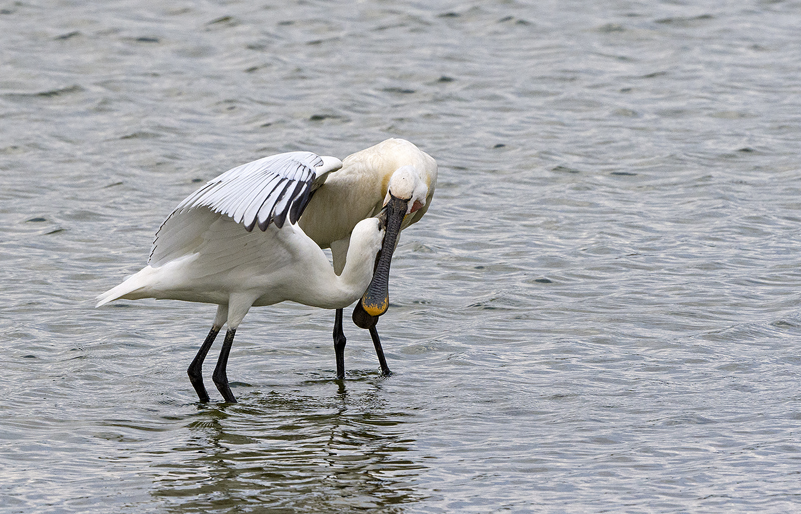 Spoonbill Feeding Juvenile By John Chamberlin