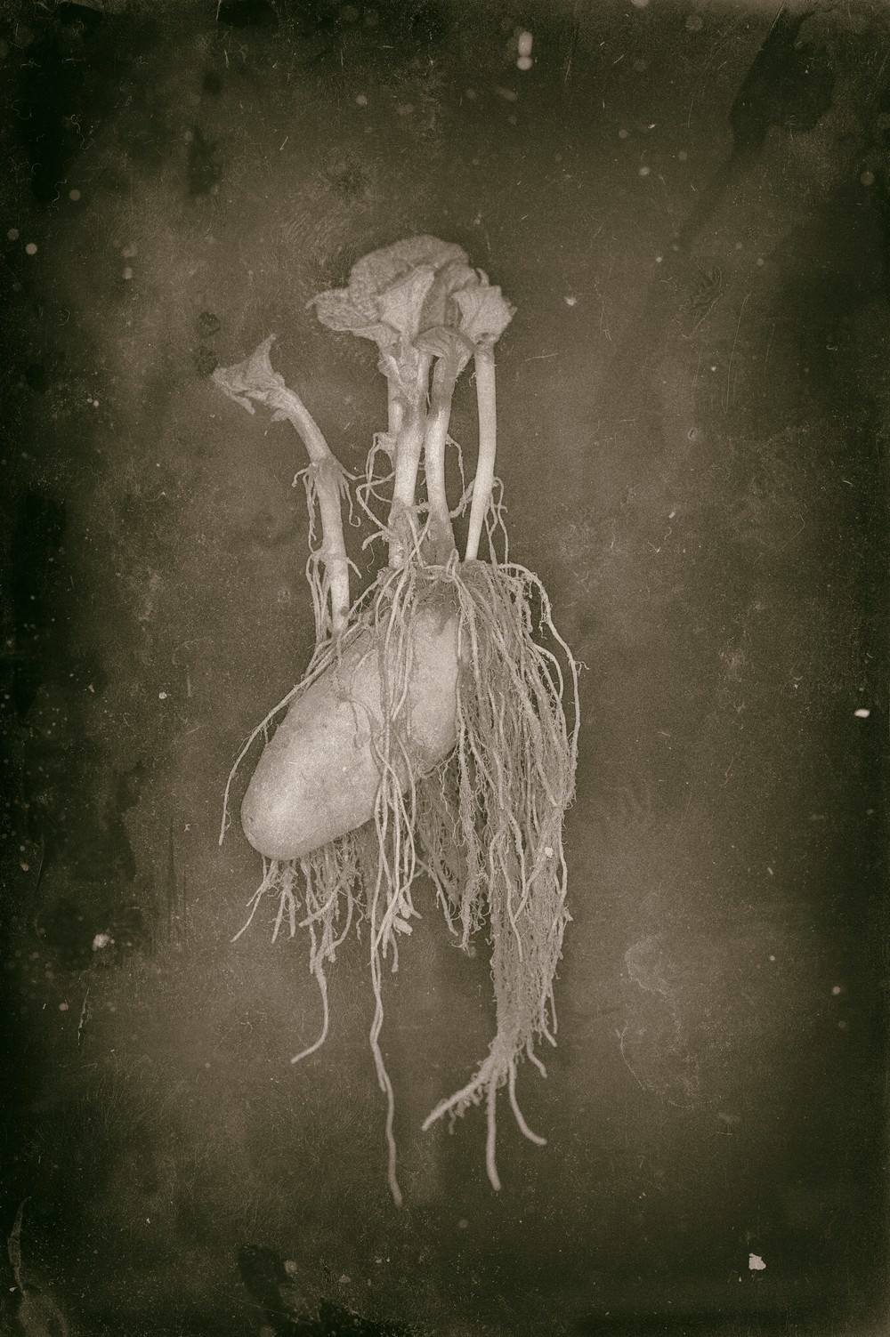 Second Place David 'Spud' White