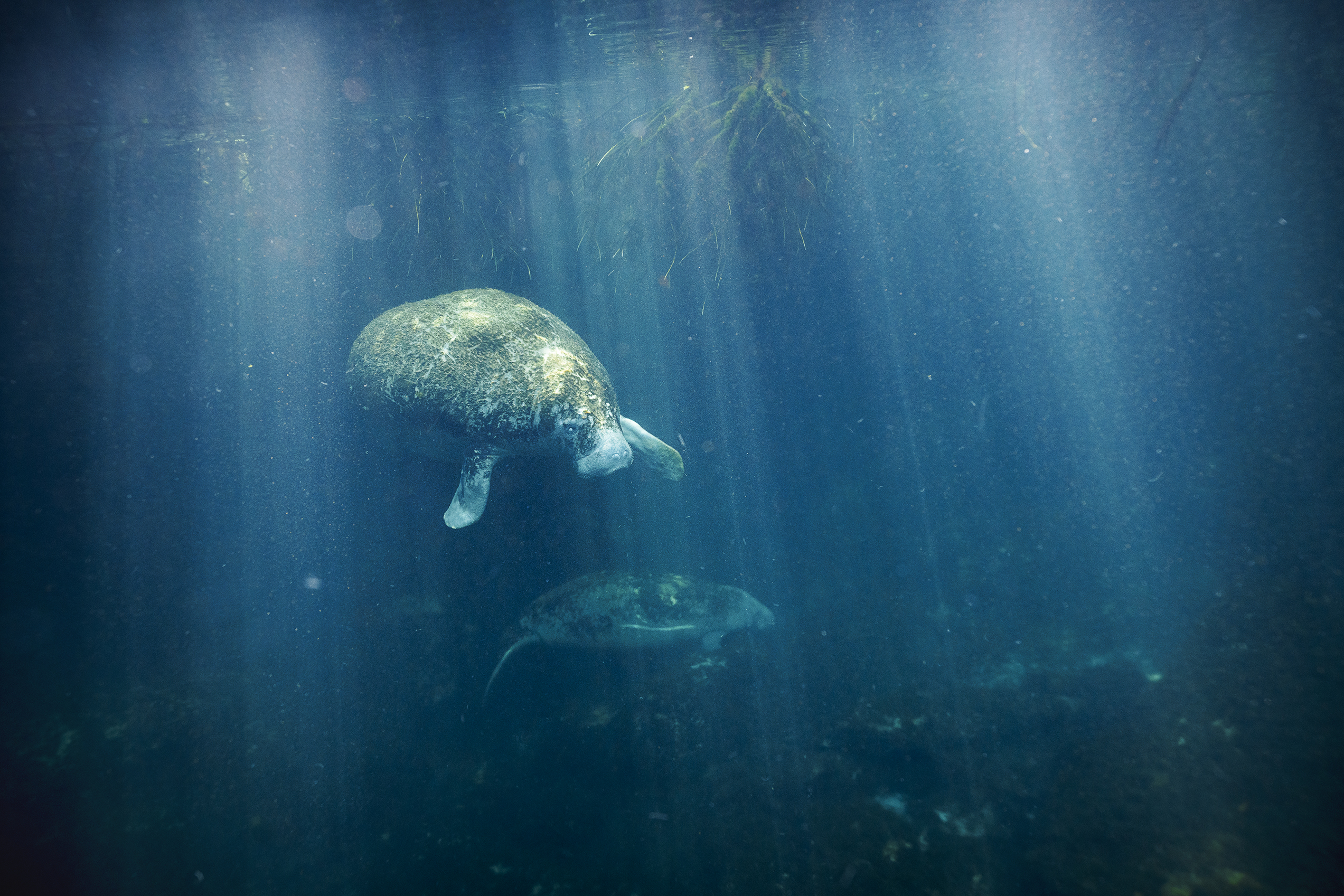 2021 Manateehabitat MX Sonya7r Card2 DSC5385 2