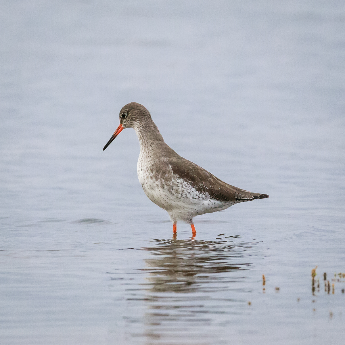 Frampton Marsh 3 By Mike Harris