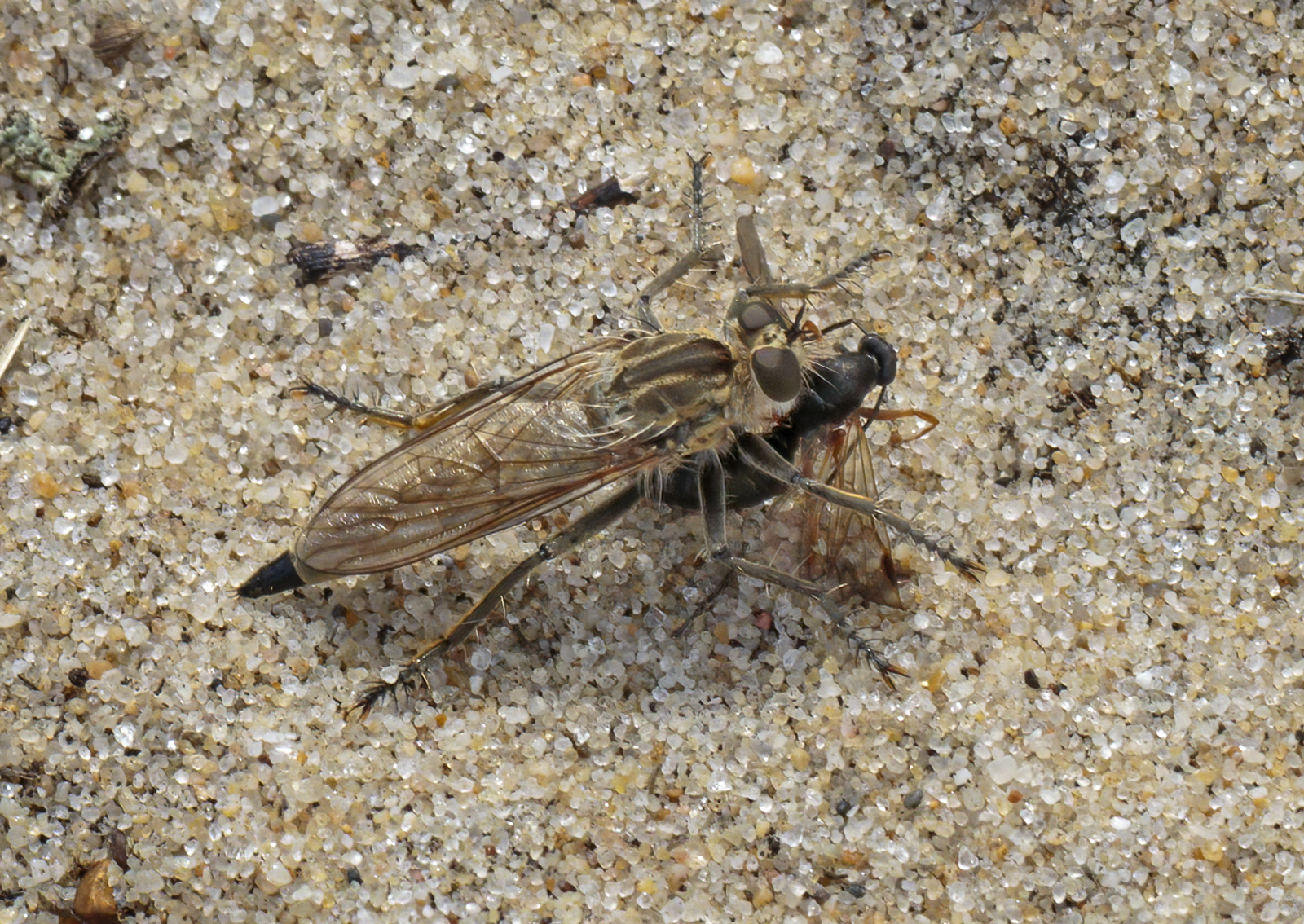 Dune Robber Fly With Prey By John Bulpitt