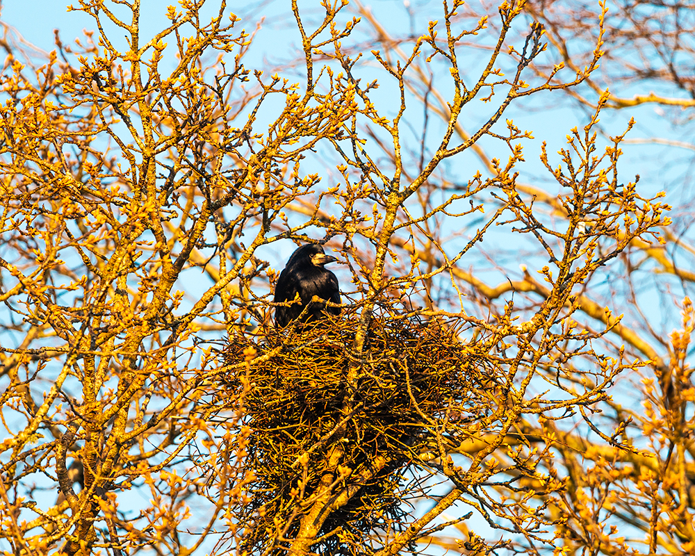 Intherookery. D Lander