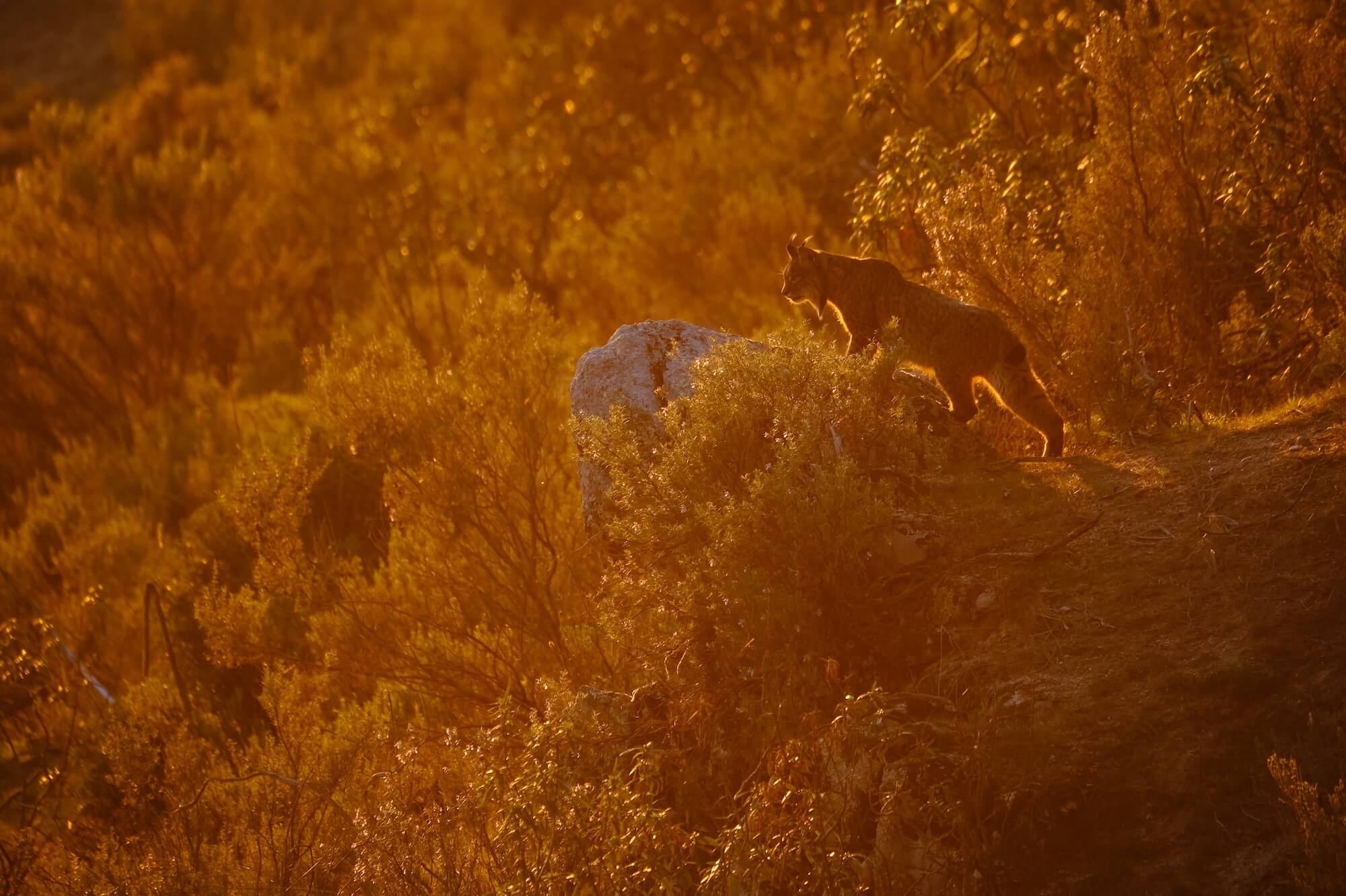 'Andalusian Dawn' By Andres Luis Domínguez Blanco