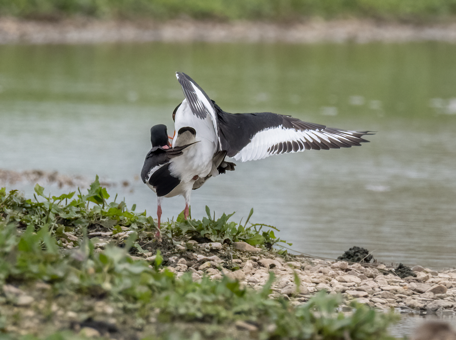 Slimbridge3 5