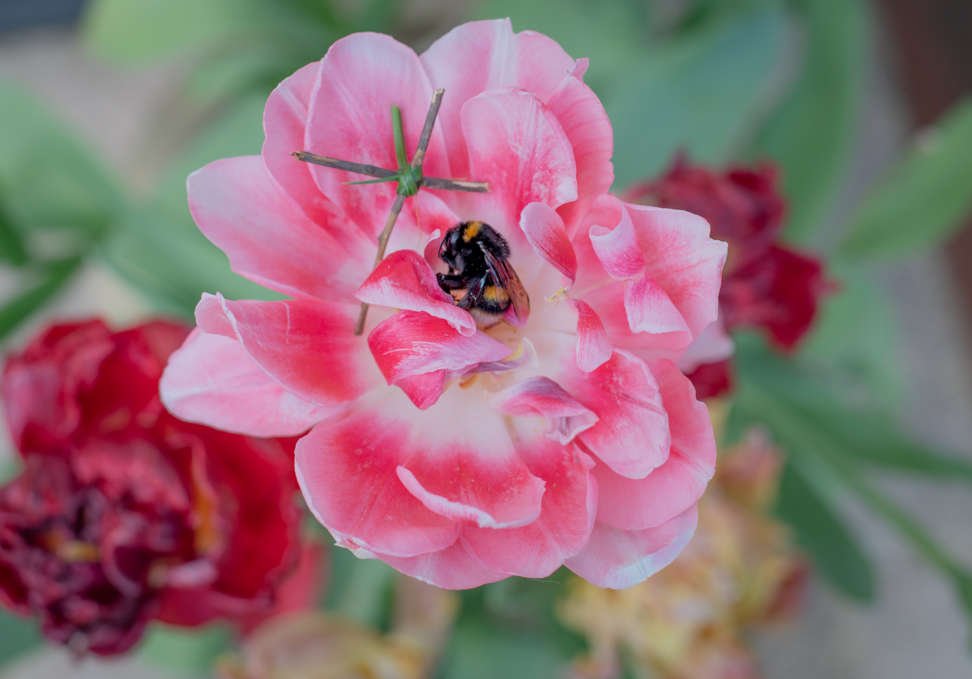 5567732 Lisa J Brinkworth Bee In Memoriam