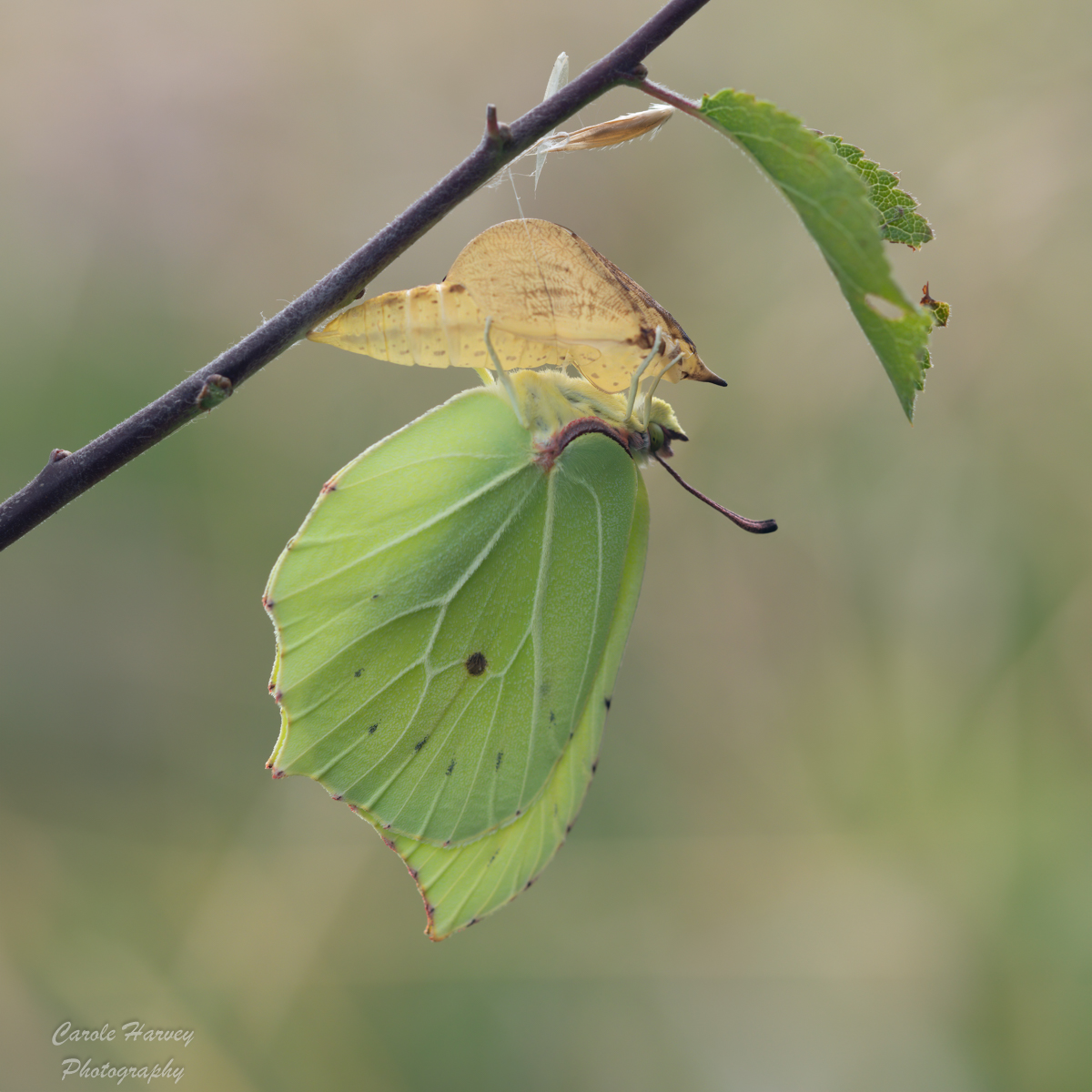 Newly Emerged Brimstone By Carole Harvey