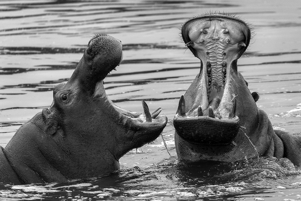 Good Friends Having A Laugh