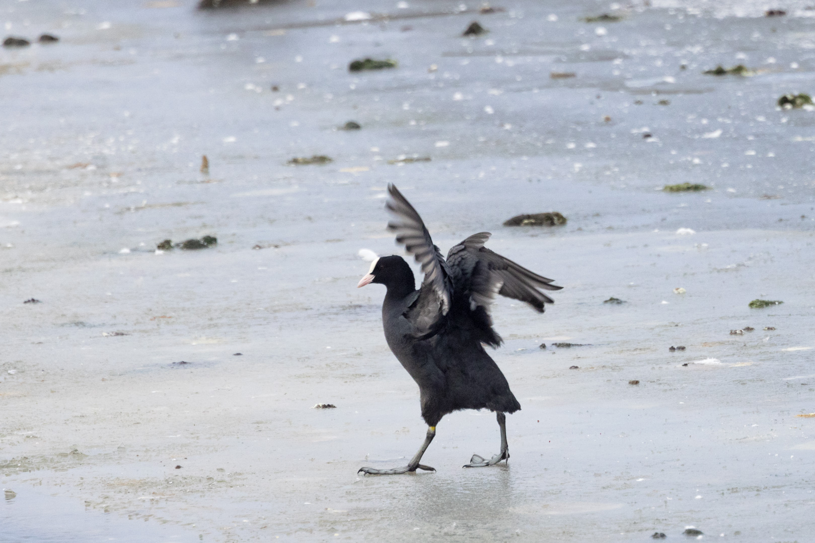 Coot On Ice By Dave Mckay