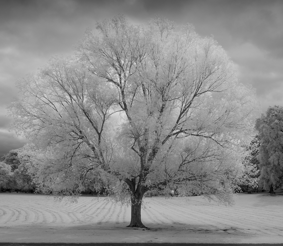 Tree Study 4 (IR) by Donald Stewart FRPS