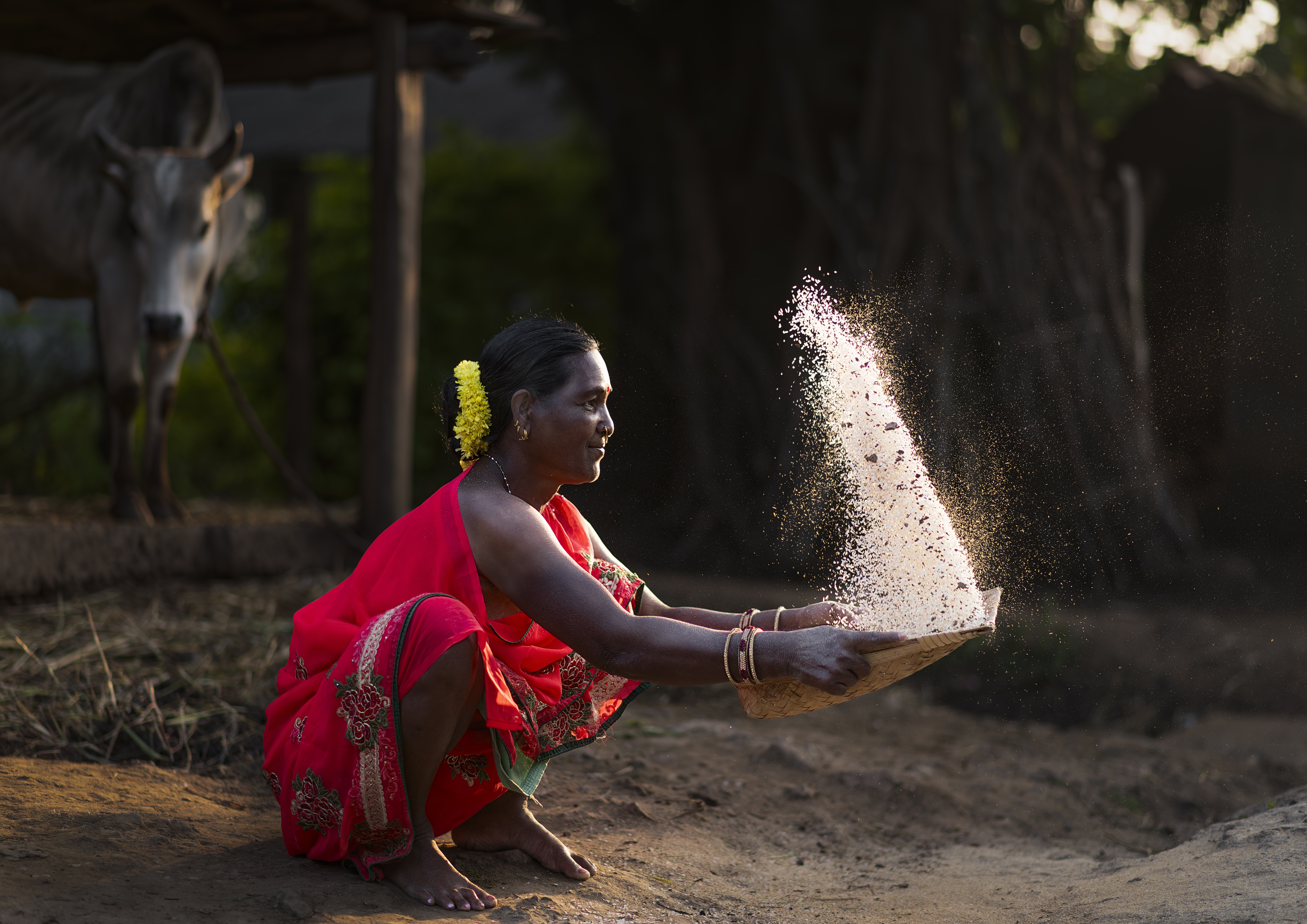 34 Kishore Das Rice Grain Threshing Hi Res 2