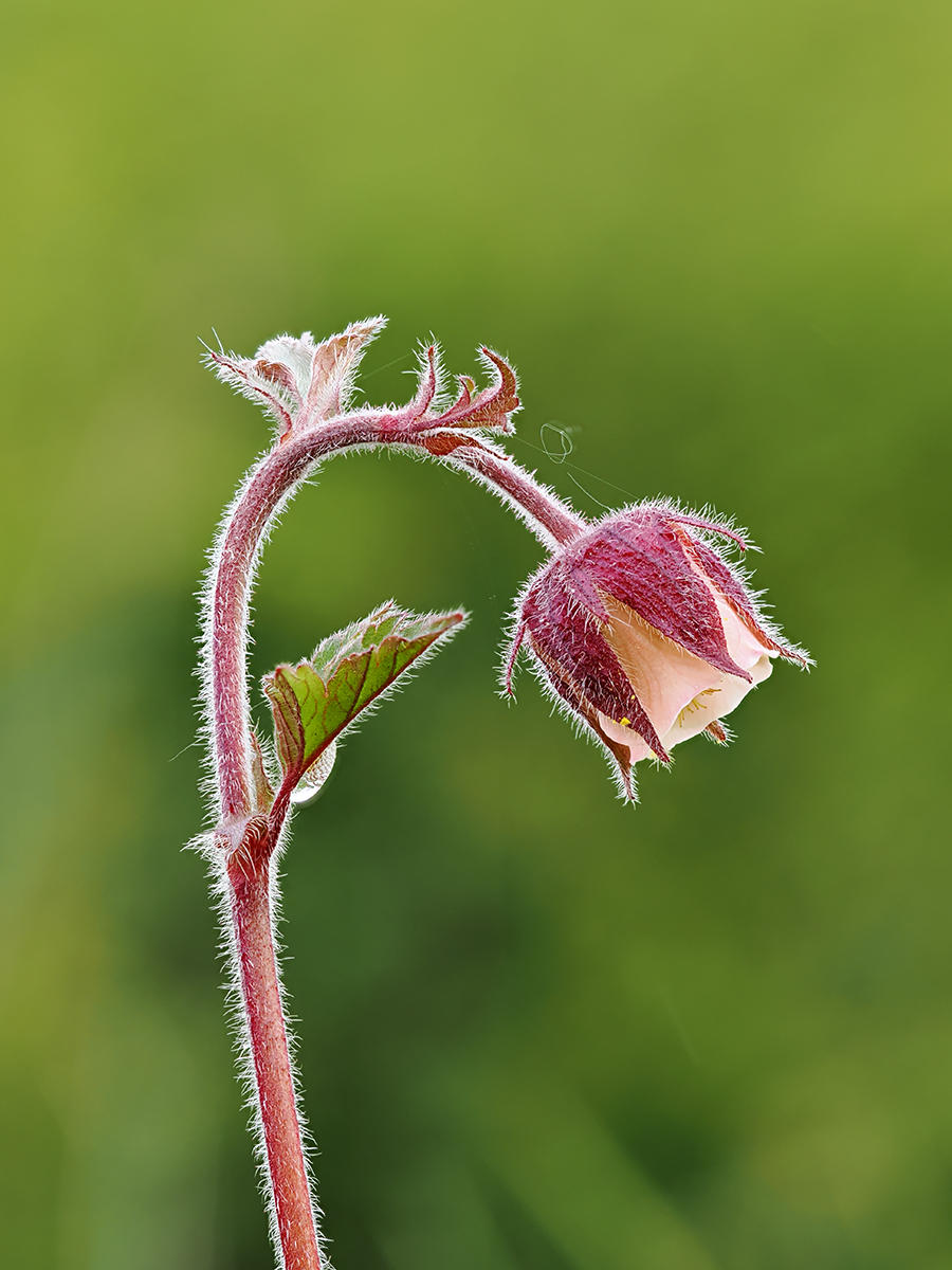 Water Avens By Ken Rasmussen