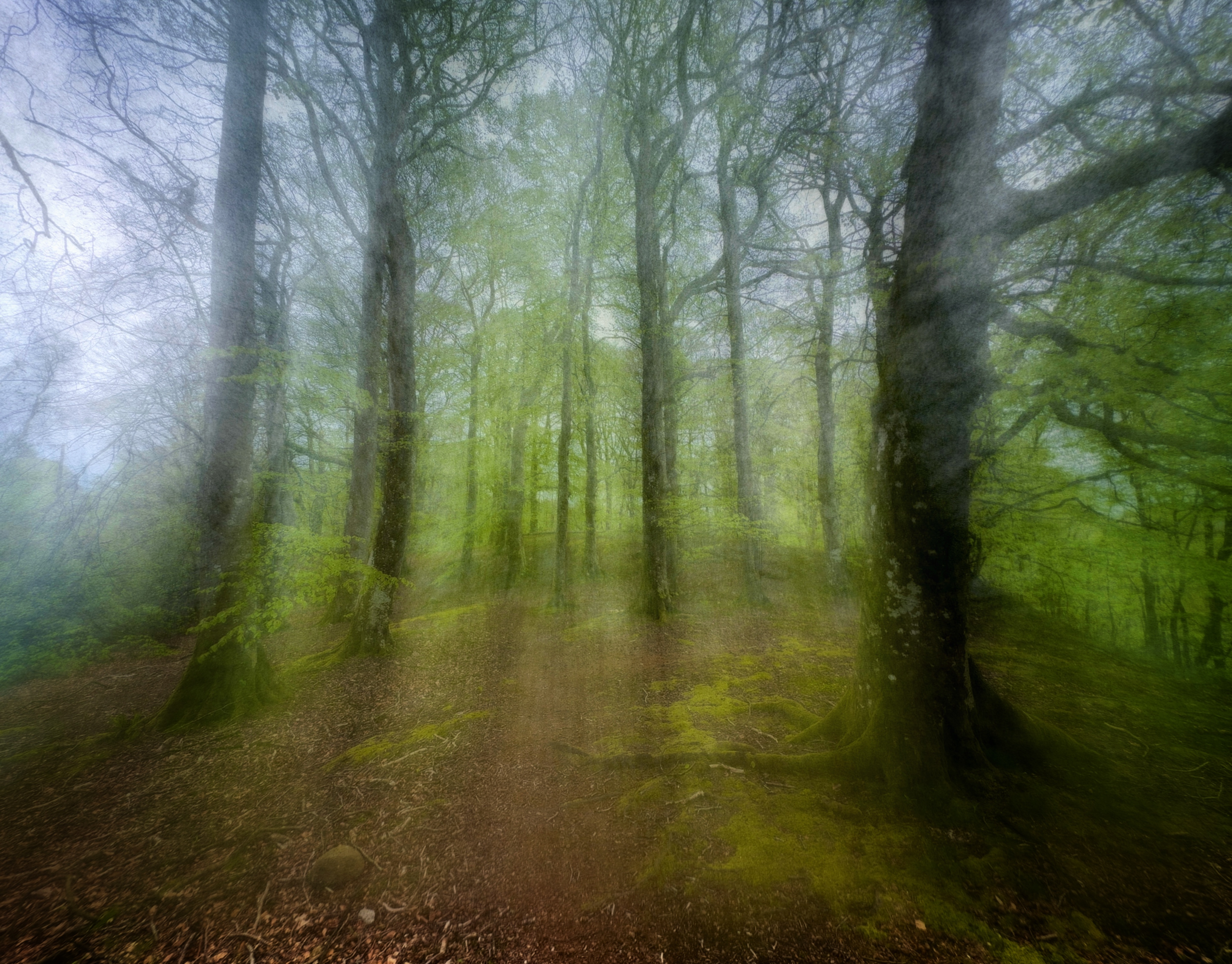 Edzell Woods ICM