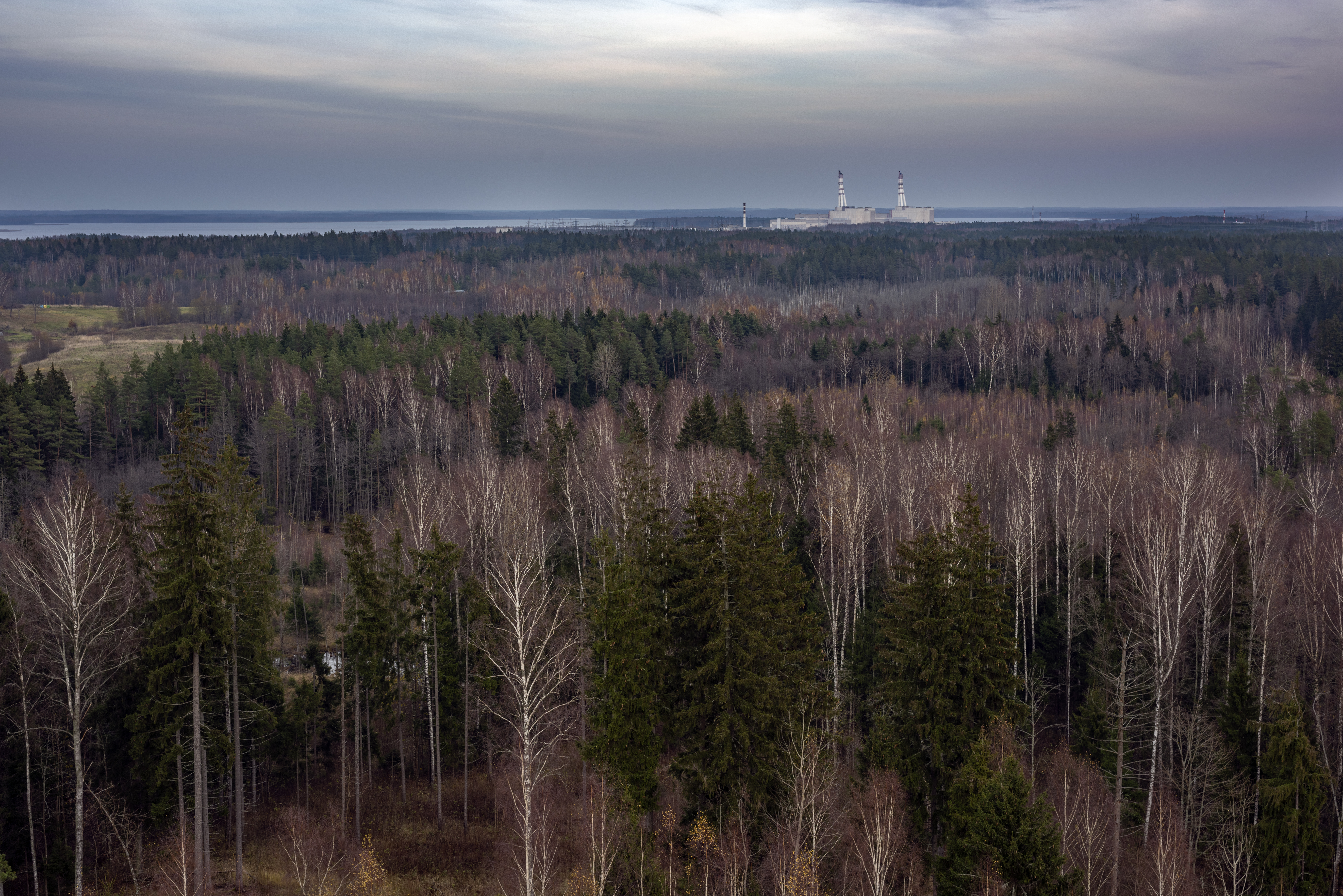 Pprashant Radioactive Butterfly 8