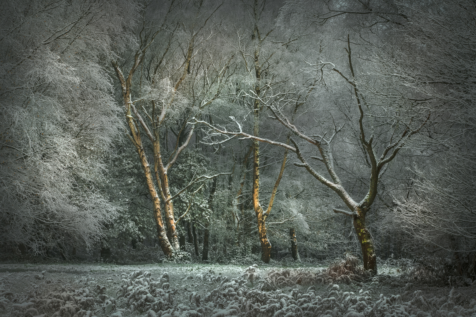 Hoare Frost On Walton Heath, Surrey Peter Stott ARPS