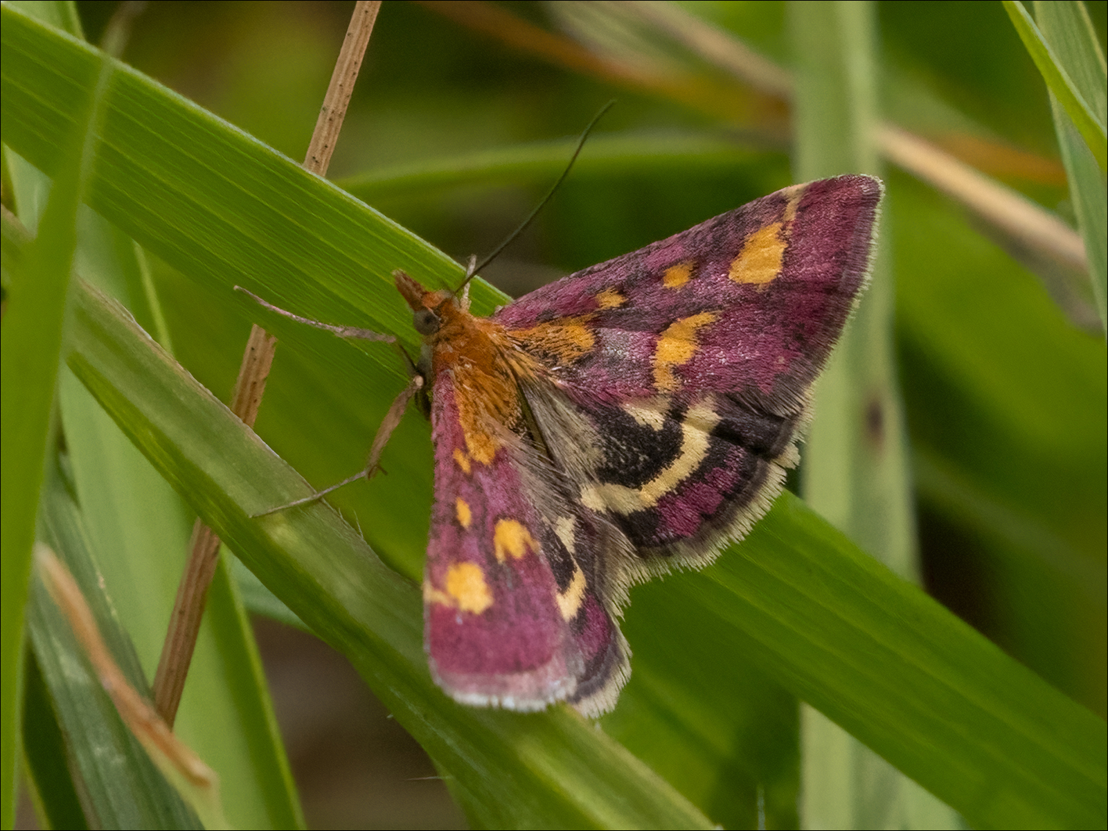 Purple And Gold Moth By Neil Avery