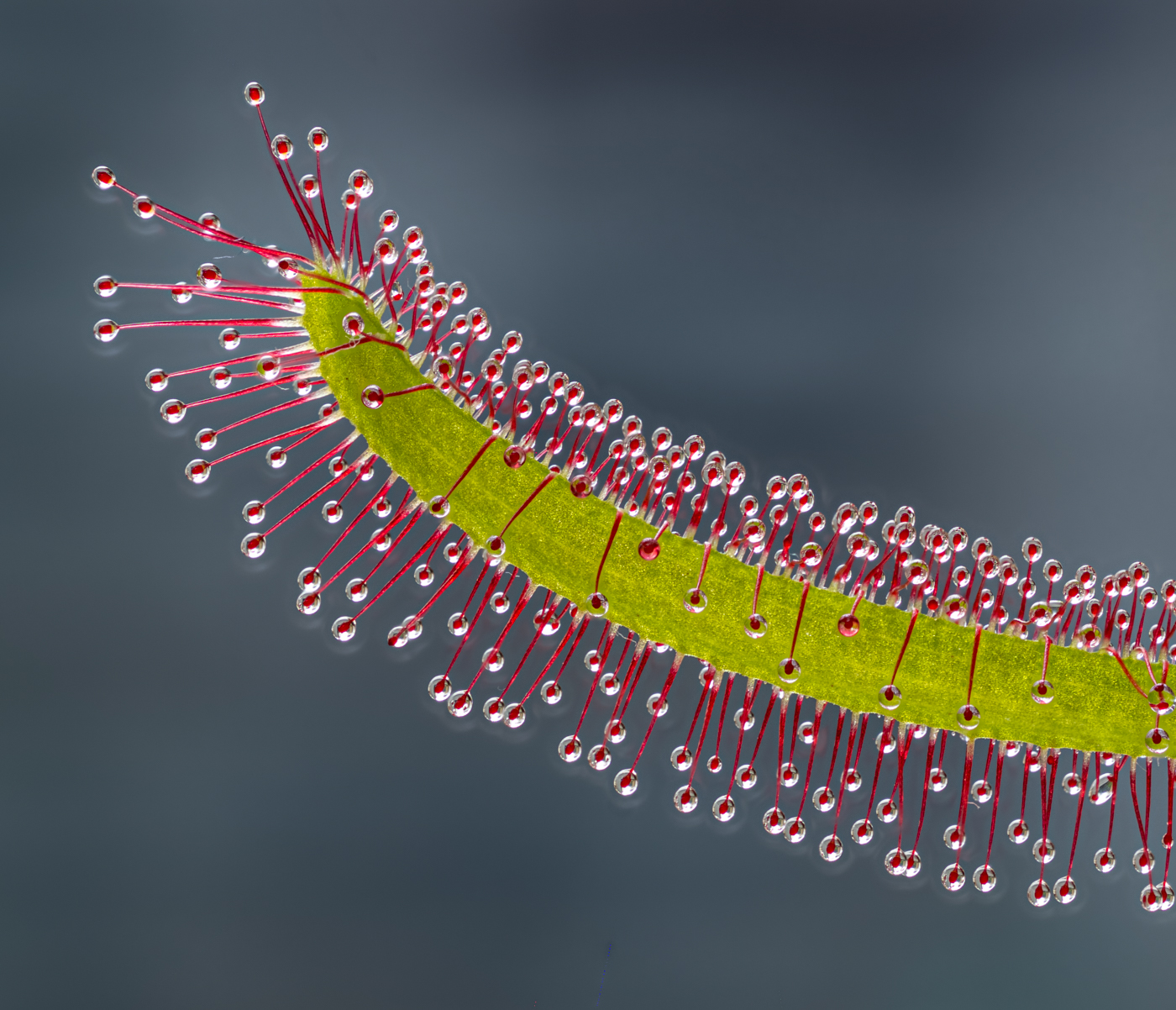 Terry Goodfellow LRPS Drosera Spp
