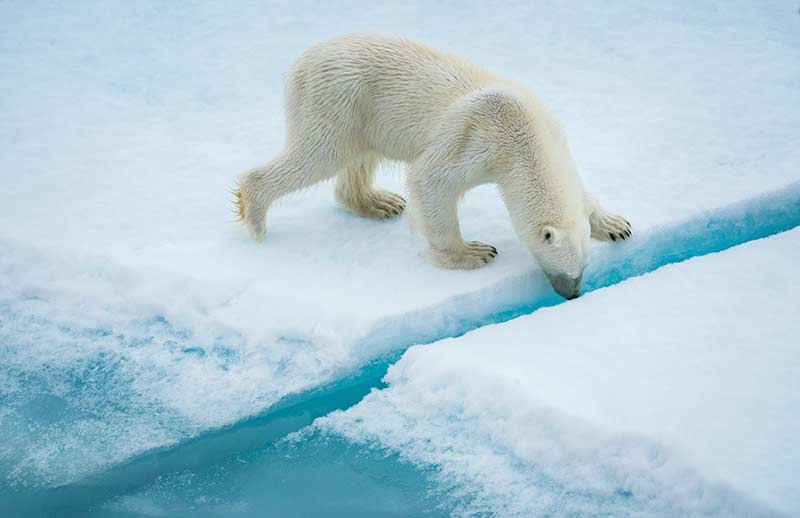 From Human Nature Planet Earth In Our Time By Blackwell And Ruth Image Copyright Cristina Mittermeier