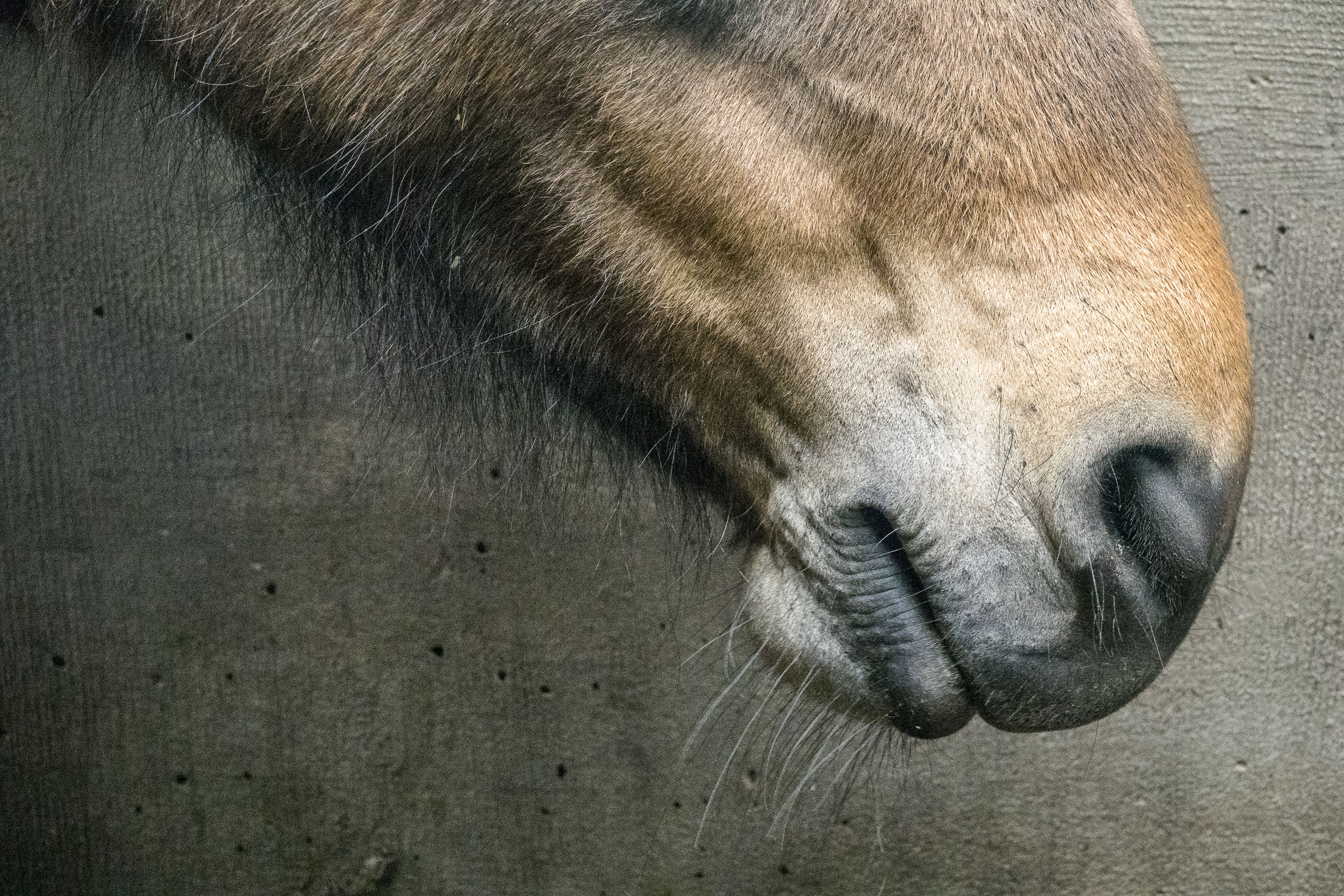 Ton Vanderlaan For Ejournal Icelandic Horses 06