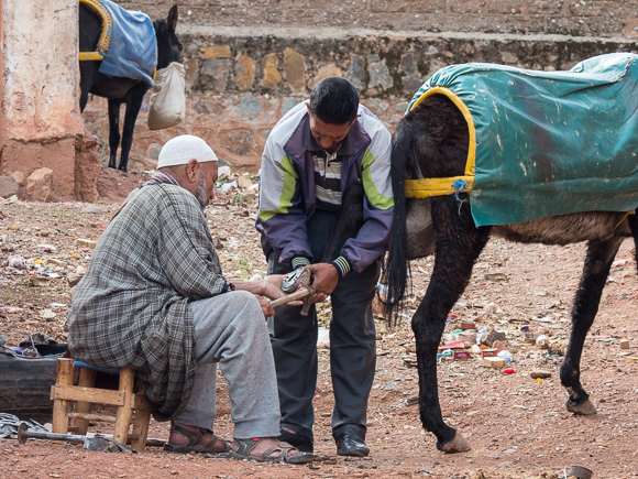 Shoeing The Hardworking Mule At The Berber Market