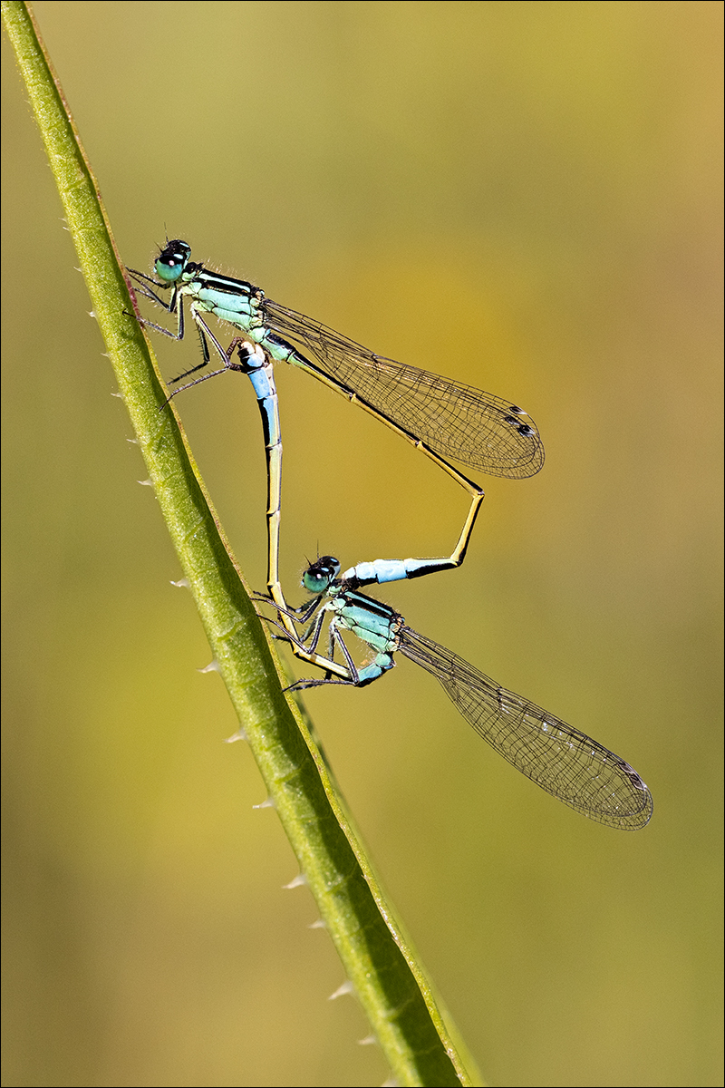 Damselflies Mating By Duncan Locke ARPS