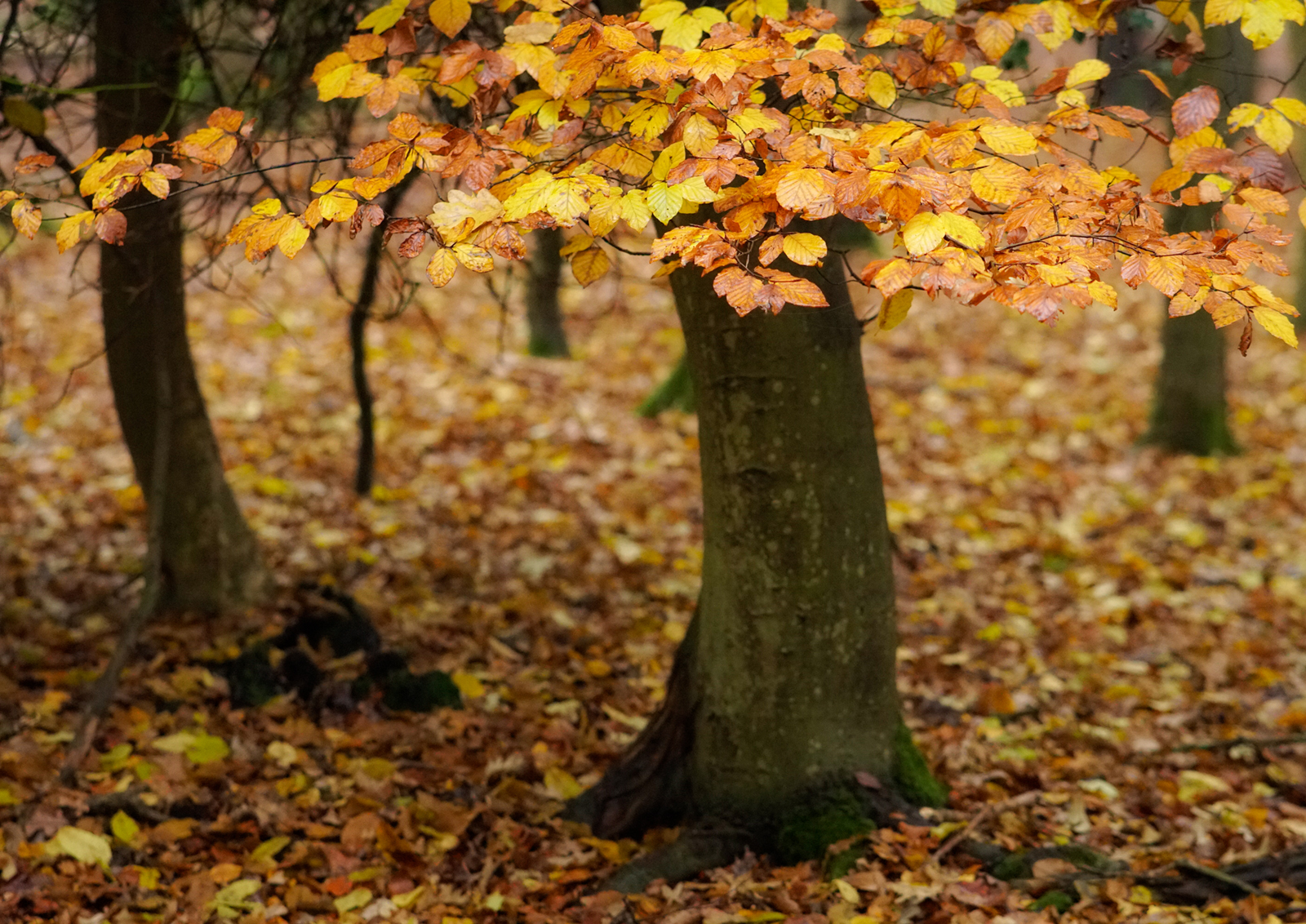 Epping Forest John Mcdowall