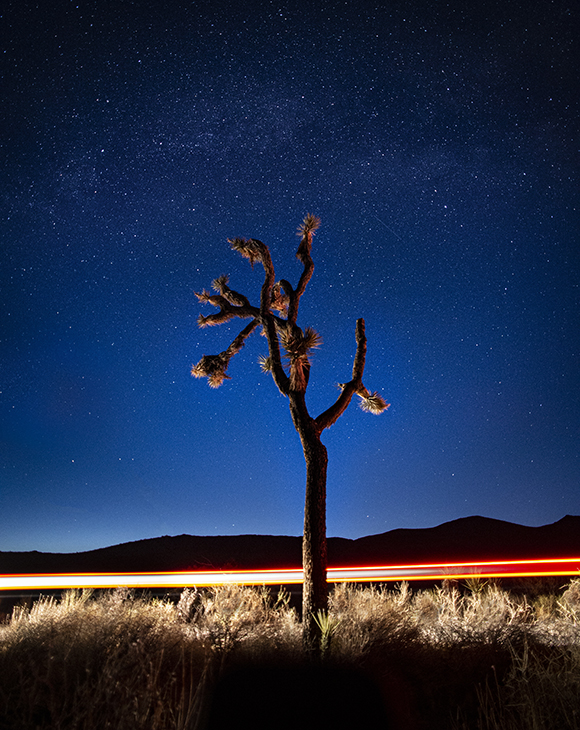 Lucky Drive By, Joshua Tree National Park, California