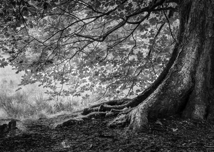 Under The Spreading Chestnut Tree By Janice Payne
