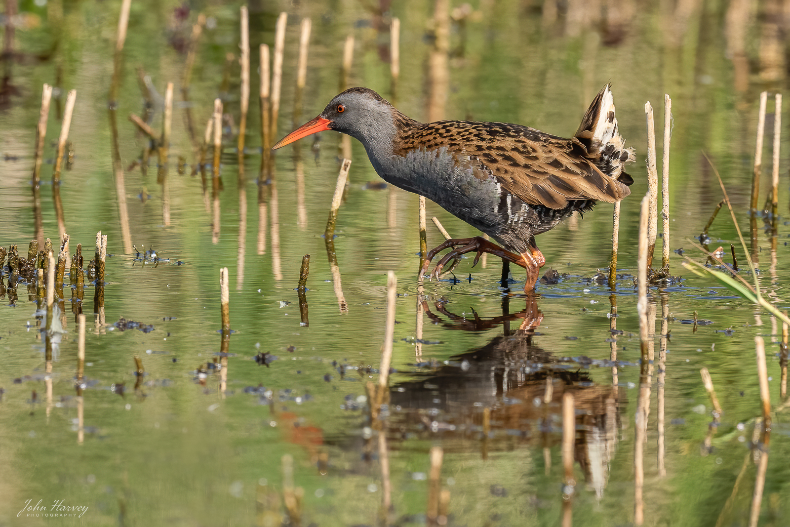 Water Rail By John Harvey