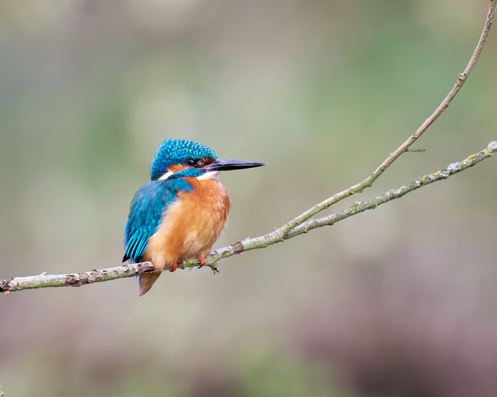 Greg Slimbridge Kingfisher (M)