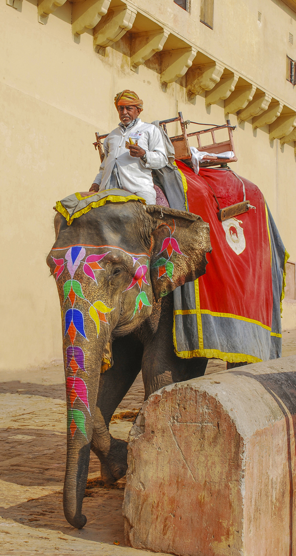The Elephant Handler Amber Fort Jaipur