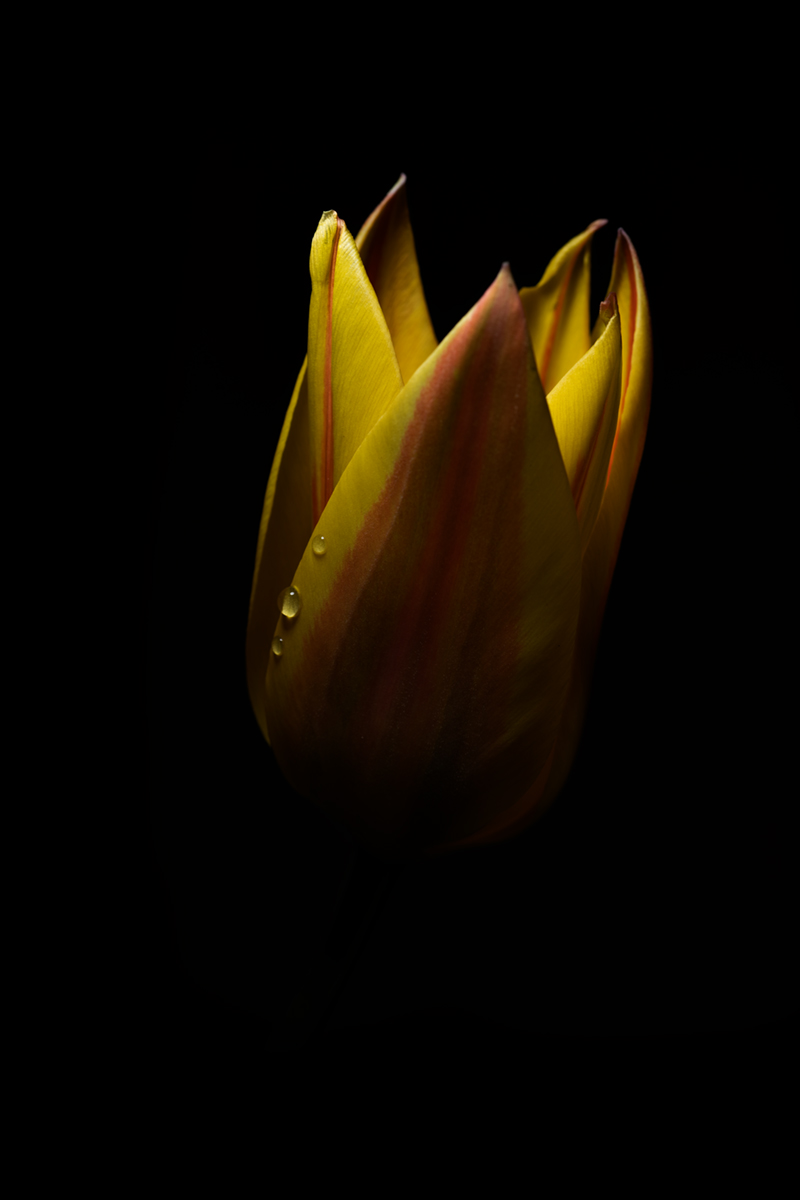 Yellow Tulip