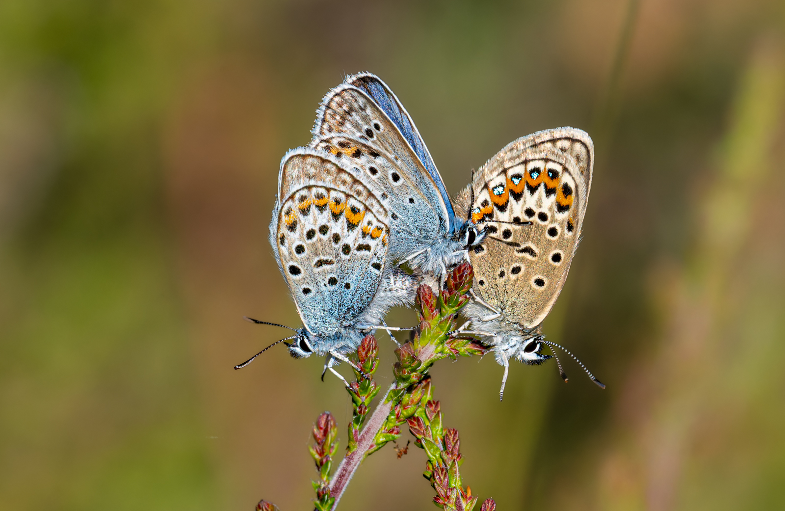 Buxton Butterflies 2