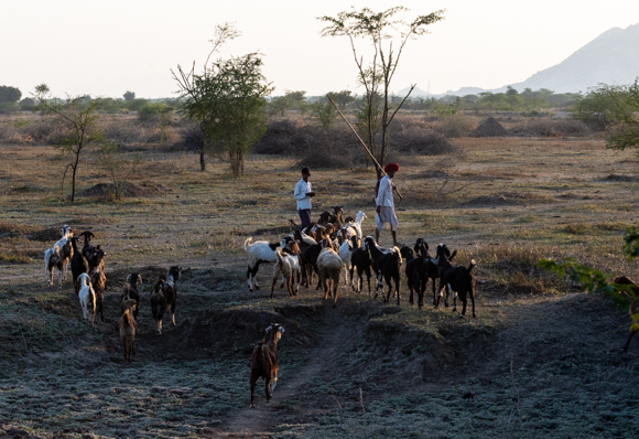 Goatherds At Dusk, Chanoud, Rajasthan DAVID POLLARD ARPS