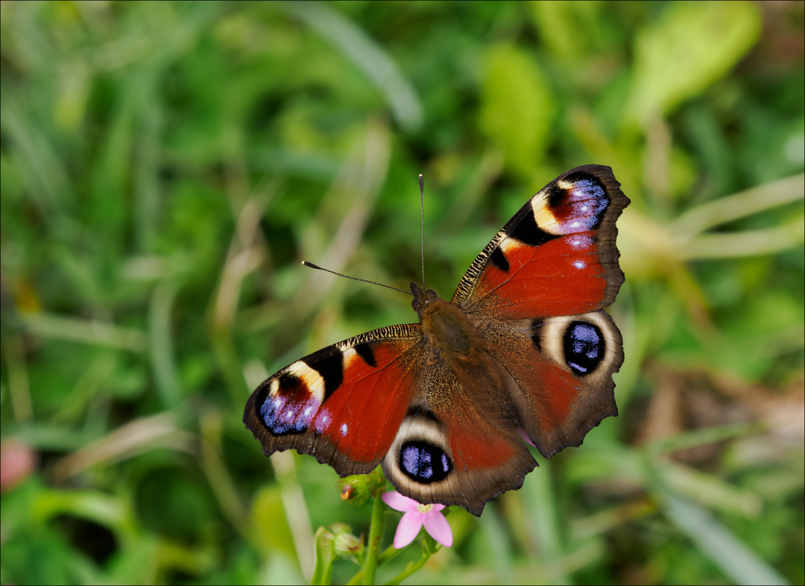 Peacock By Alan Hartley ARPS