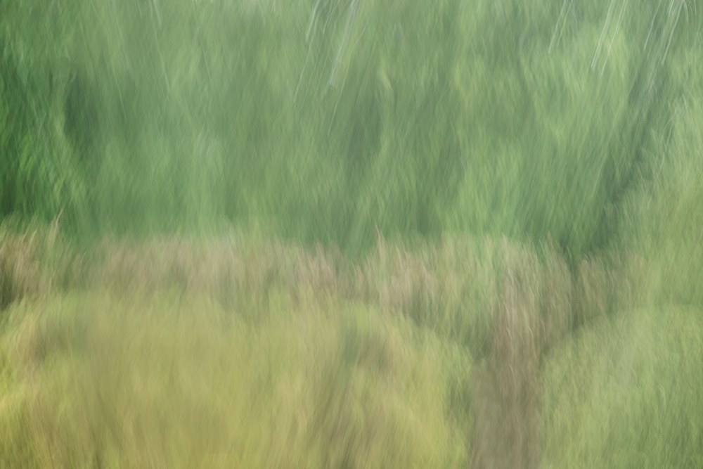 Palli Gajree Hon FRPS Downpour