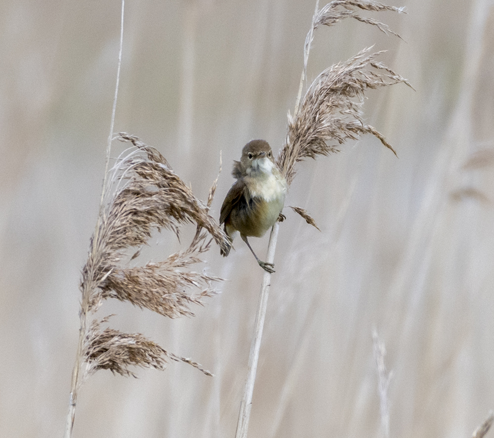 Reed Warbler