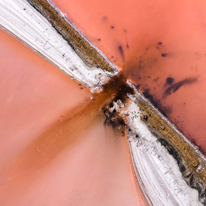 1139 Dragonfly By Yevhen Samuchenko