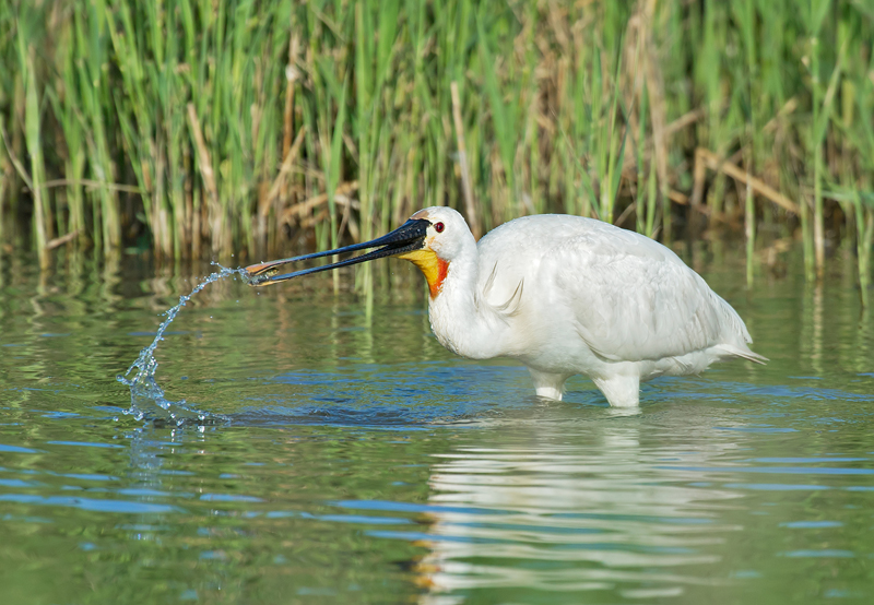 12. Spoonbill Feeding