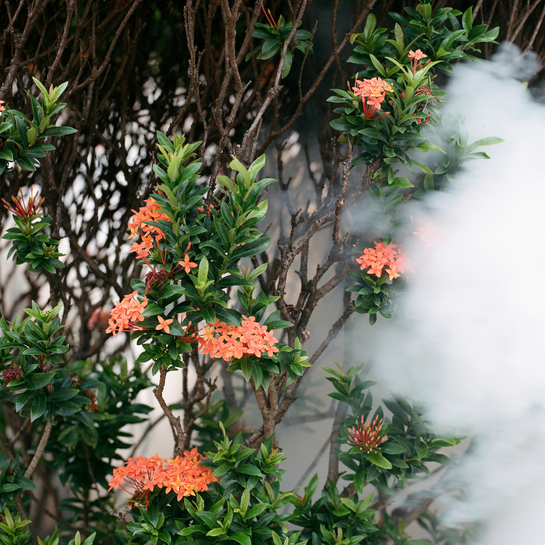 Shrub with orange flowers and white fog