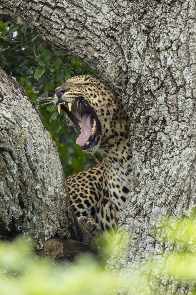 Leopard Yala, Sri Lanka by Robert Griffiths
