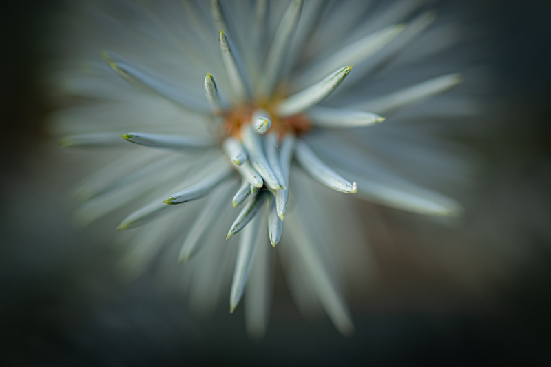 2510 Sue Brame Alien Web