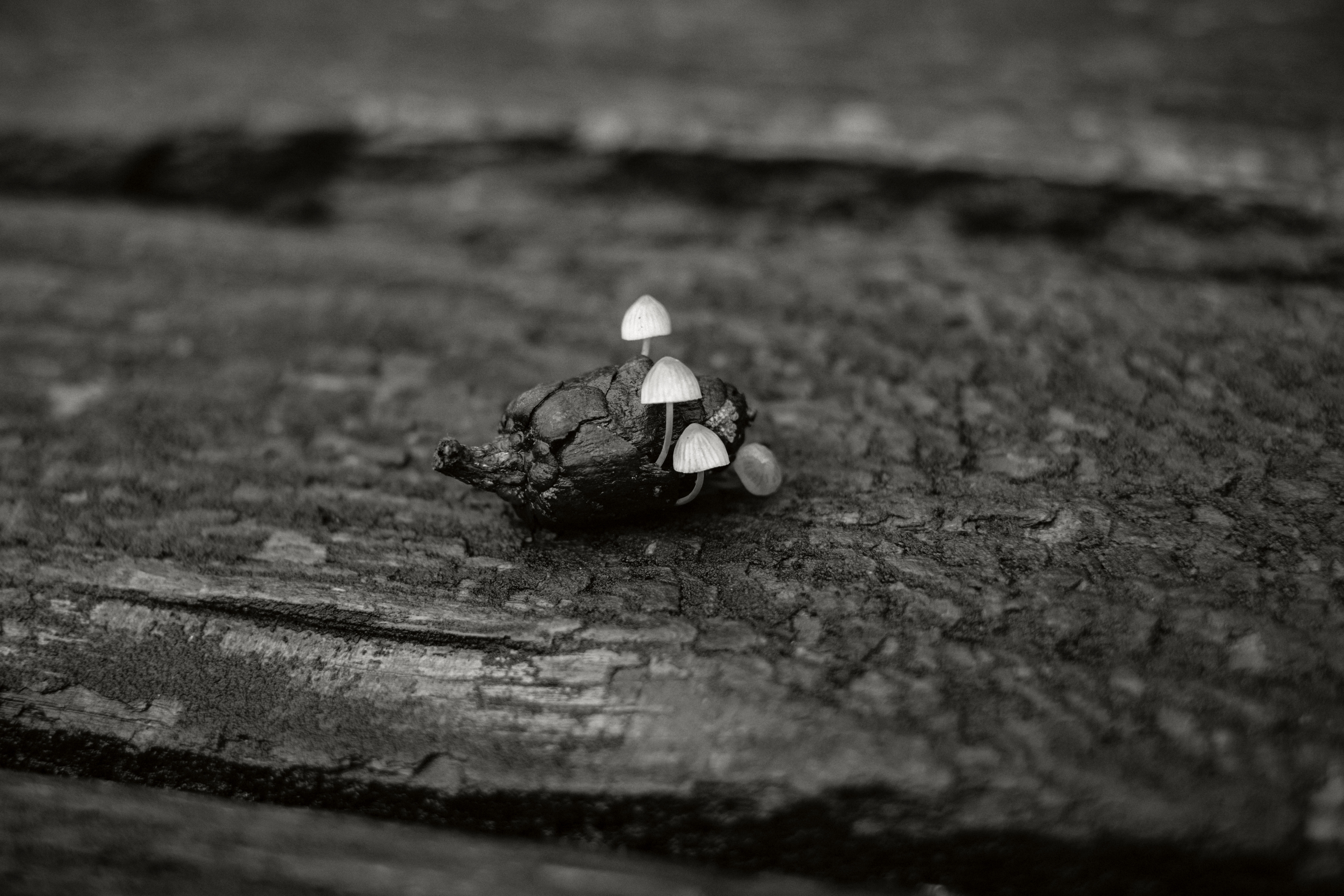 5566486 Livvi Grant A Miniature Kingdom