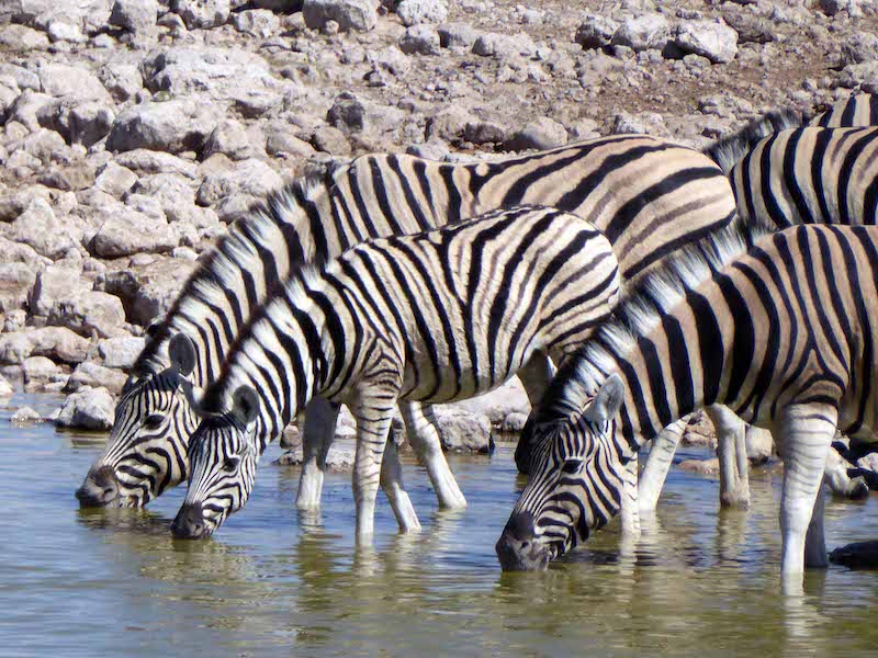 800P1100980etosha Zebra