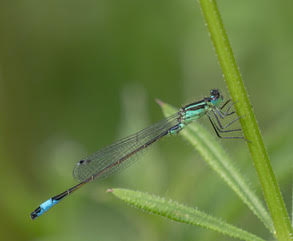 Blue Tailed Damselfly By Joyce Cresswell