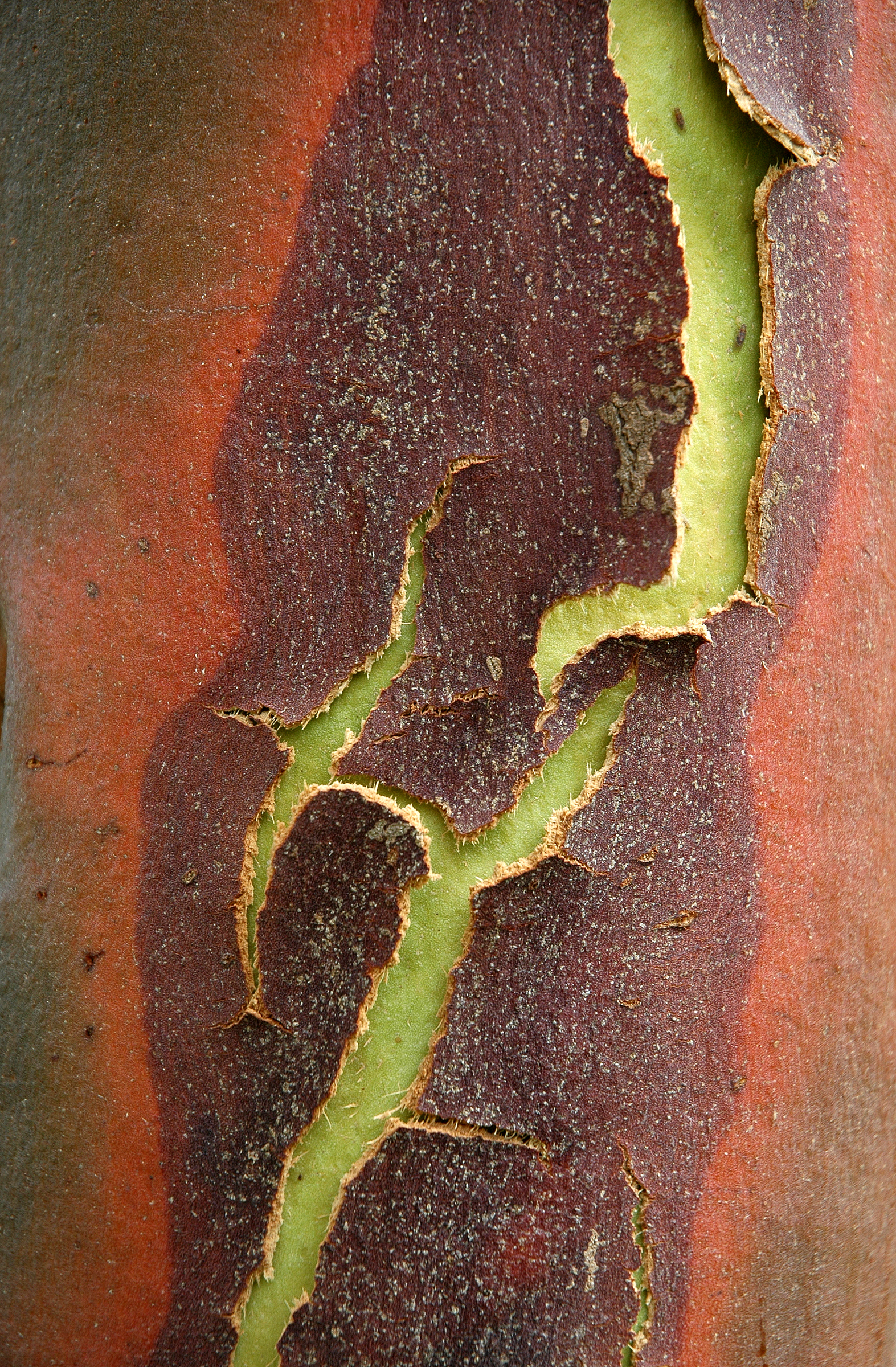 Peeling Bark Of Eucalyptus