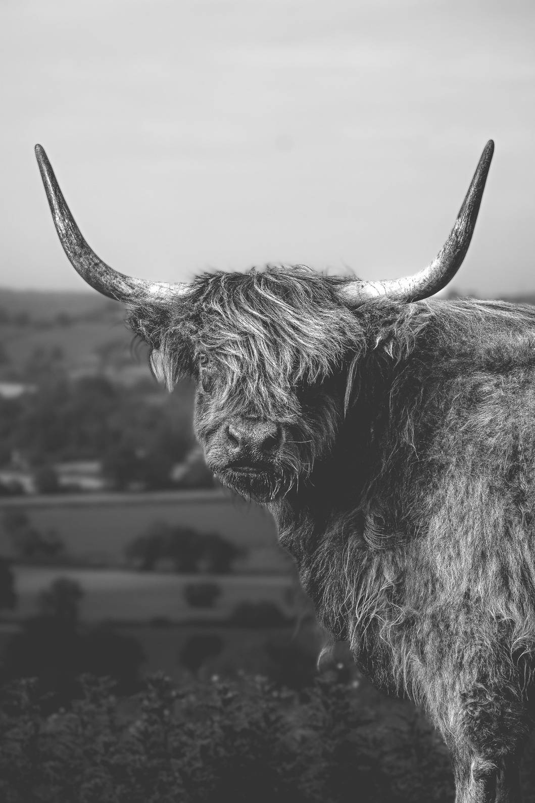 Highlandcowbw300