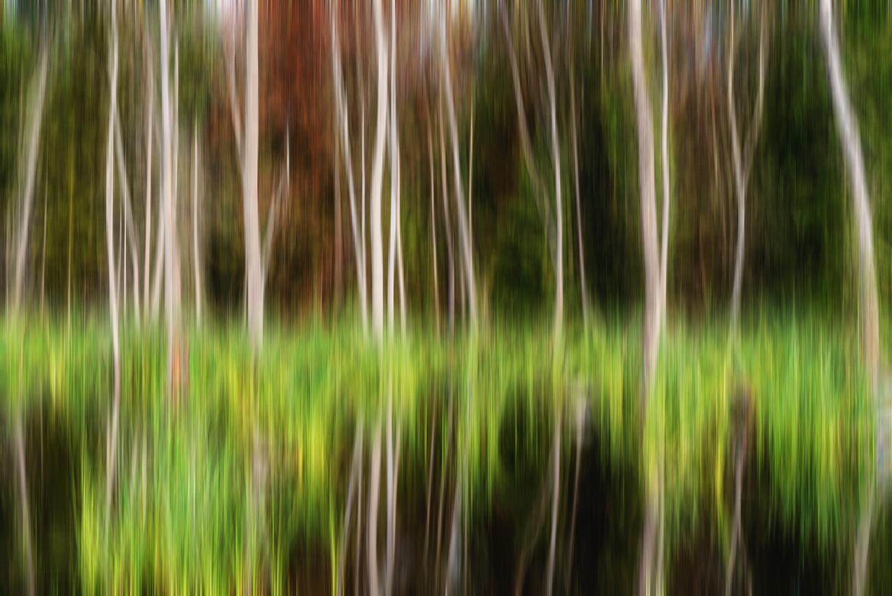 'Pond To Forest' Rob Kershaw ARPS