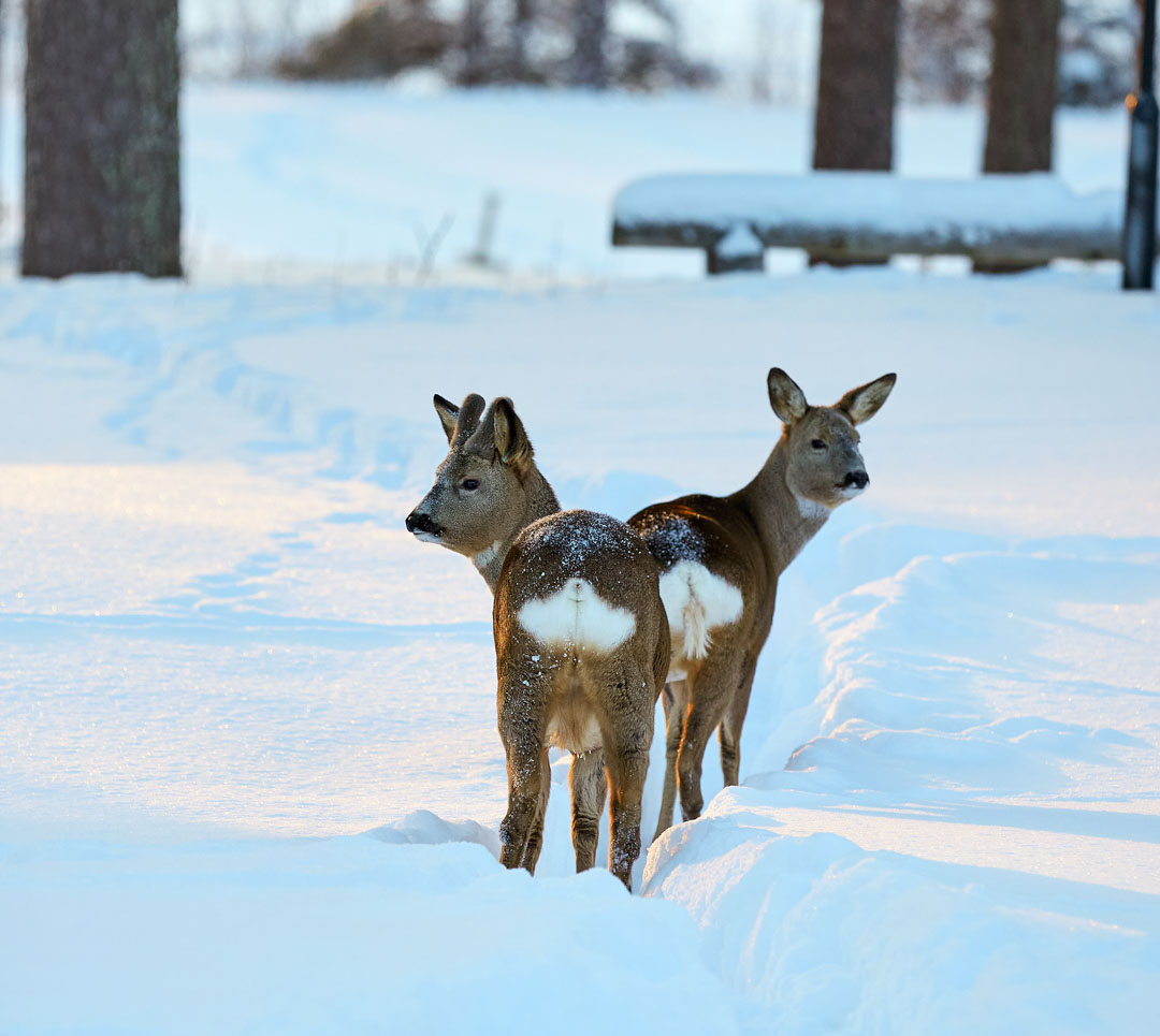Male (L) And Female Roe Deer