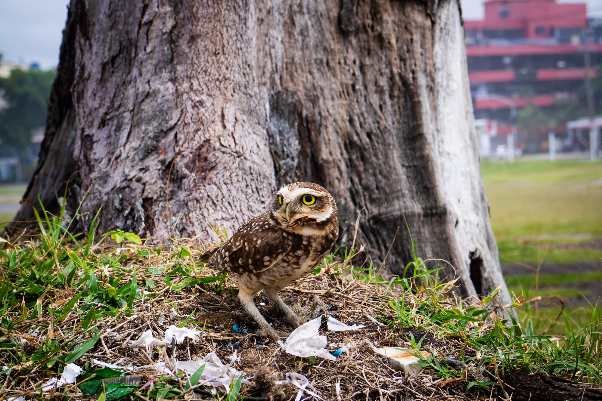 5555165 Louise Knaresborough Lrps Edged Out