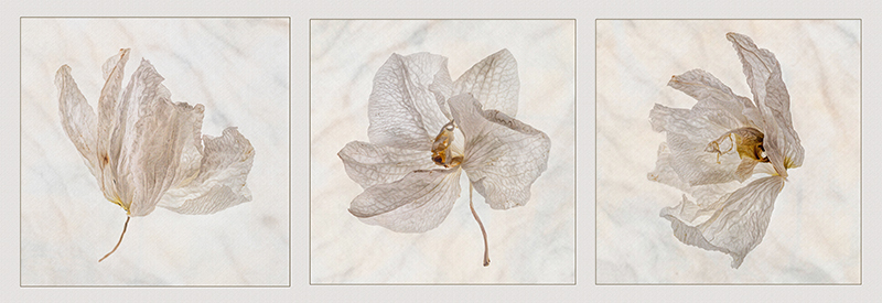 Faded Orchids By Yvonne Green LRPS